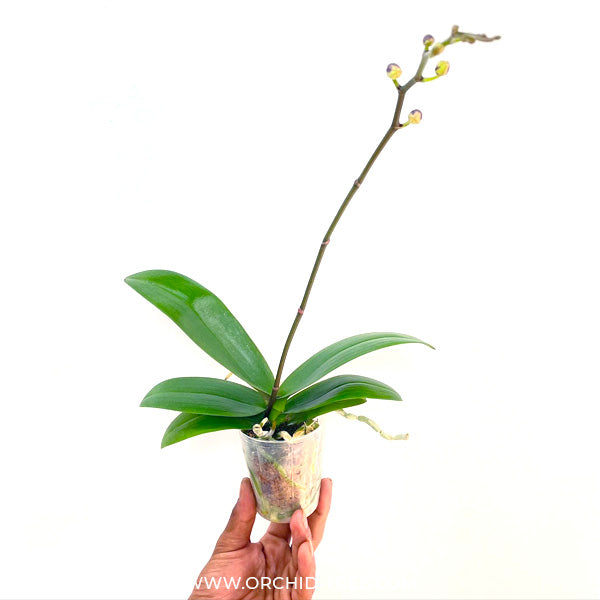 Phalaenopsis Yushan Little Ruby - FF
