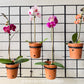 Terra Wall Set - Buy Orchids Plants Online by Orchid-Tree.com