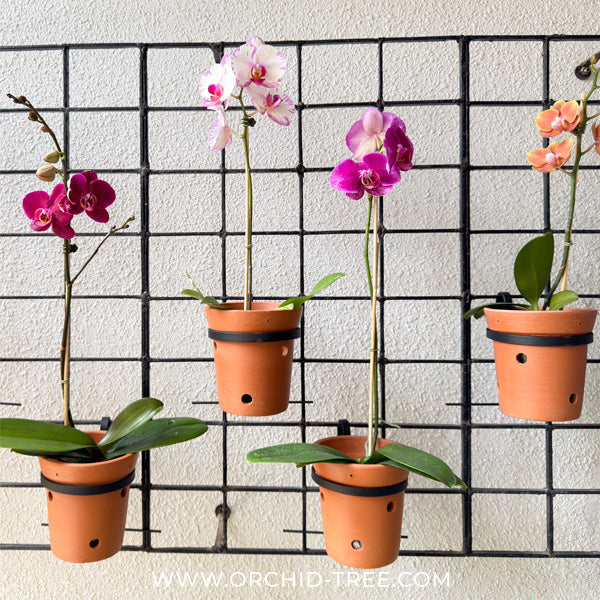 Terra Wall Set - Buy Orchids Plants Online by Orchid-Tree.com