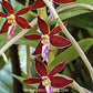 Trichoglottis philippinensis sp. Orchid Plant - FF