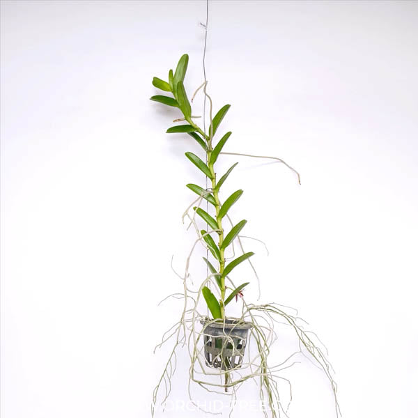 Trichoglottis philippinensis sp. Orchid Plant - FF