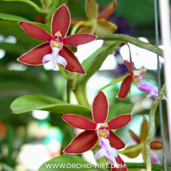 Trichoglottis philippinensis sp. Orchid Plant - FF
