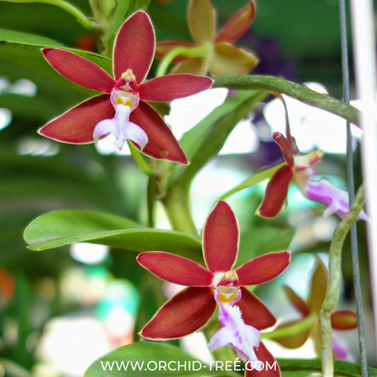 Trichoglottis philippinensis sp. Orchid Plant - FF