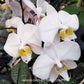 Phalaenopsis philippinensis sp. Orchid Plant - FF - Buy Orchids Plants Online by Orchid-Tree.com