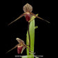 Paphiopedilum phillipinense ‘mercury’ x rothchildianum C01 Orchid Plant - BS