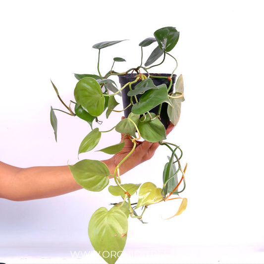 Philodendron Lemon Lime