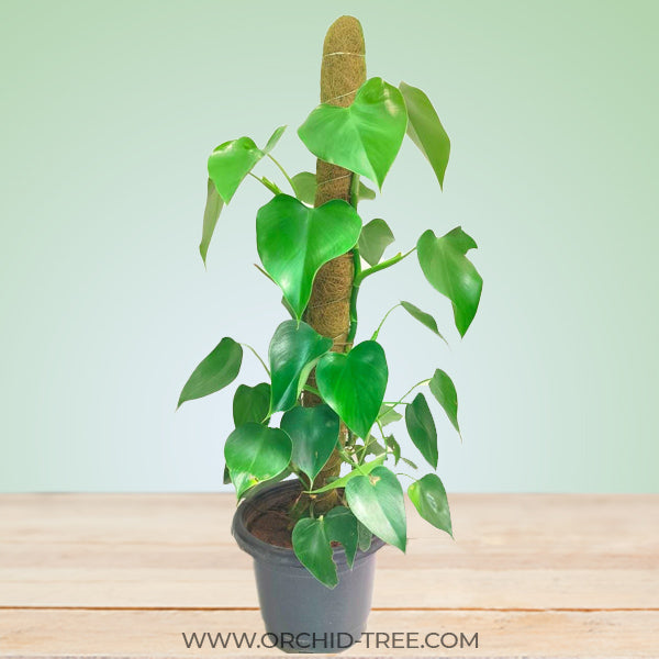 Philodendron Microstictum Large