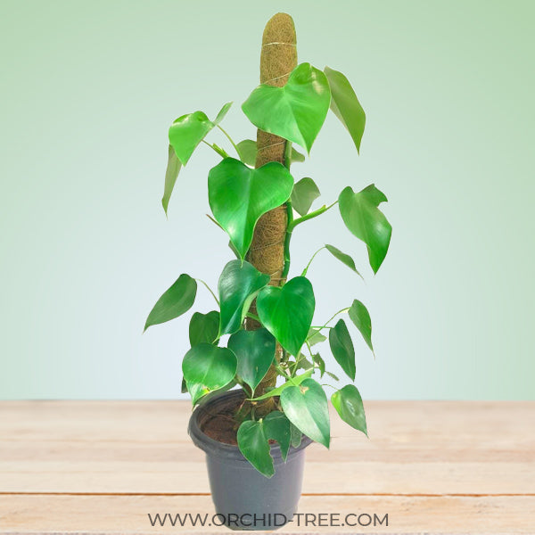 Philodendron Microstictum Large – Orchid-Tree