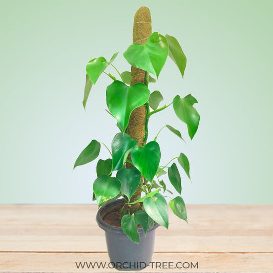 Philodendron Microstictum Large