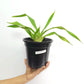 Phragmipedium Sedenii Orchid Plant - BS