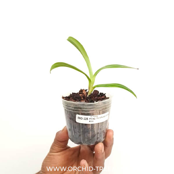 Phragmipedium Peruflora's Cirila Alca - SS (Seedling)