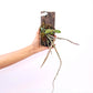 Dendrobium pierardii sp. Orchid Plant - BS