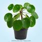 Peperomioides Pilea