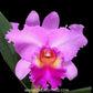 Cattleya (Rlc.) Pink Diamond 'Ratree' Orchid Plant - BS - Buy Orchids Plants Online by Orchid-Tree.com