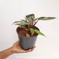 Philodendron Pink Princess
