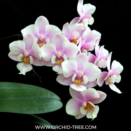 Phalaenopsis Shu Long Pink Girl - FF