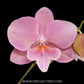 Phalaenopsis Pink Icing Orchid Plant - BS