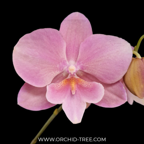 Phalaenopsis Pink Icing Orchid Plant - BS