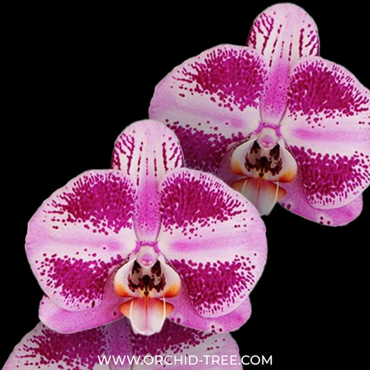 Phalaenopsis Pink Rose Orchid Plant - FF