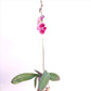 Phalaenopsis Pink Santa Orchid Plant - FF