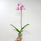 Phalaenopsis Jungo Magenta Orchid Plant - FF