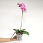 Phalaenopsis Shulong Pink Bubble Orchid Plant - FF