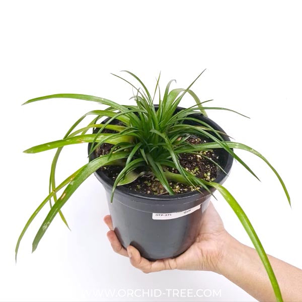 Tillandsia Pink Quill Plant