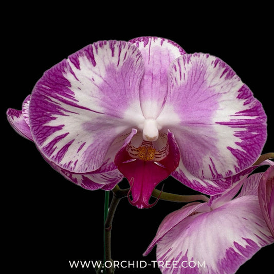 Phalaenopsis Jungo Magenta Orchid Plant - FF