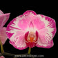 Phalaenopsis Jungo Magenta Orchid Plant - FF