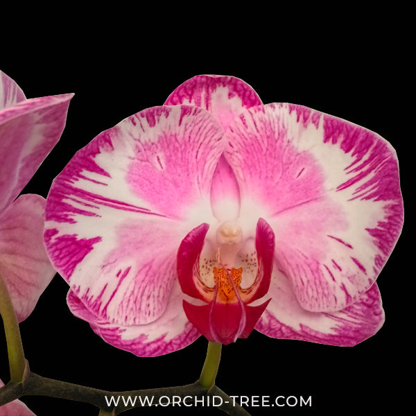 Phalaenopsis Jungo Magenta Orchid Plant - FF