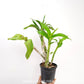 Dendrobium Wave Pink Orchid Plant - NBS