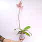 Phalaenopsis Pink Icing Orchid Plant - FF