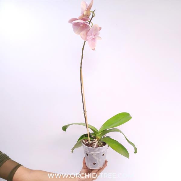 Phalaenopsis Pink Icing Orchid Plant - FF