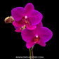 Phalaenopsis Pink Peonies - FF