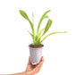 Oncidium (Odontoglossum) Titanium Purple Orchid Plant - BS