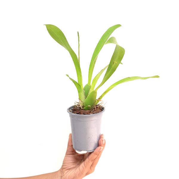 Oncidium (Odontoglossum) Titanium Purple Orchid Plant - BS