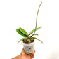 Phalaenopsis Neptune - FF