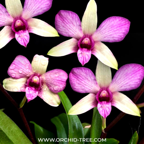 Dendrobium Pretty Princess x canaliculatum - BS