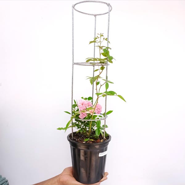 Creeper White Rose With Trellis - Buy Orchids Plants Online by Orchid-Tree.com