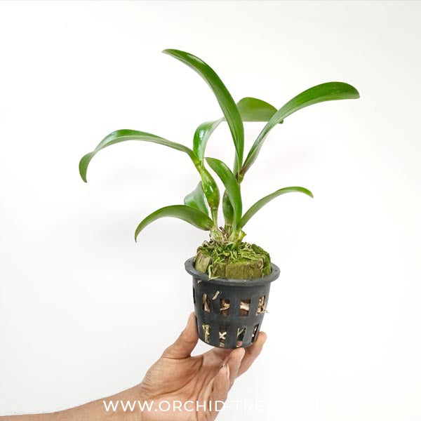 Cattleya Lipolani Blue Orchid Plant - BS