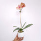 Seoul Ceramic Planter - Buy Orchids Plants Online by Orchid-Tree.com