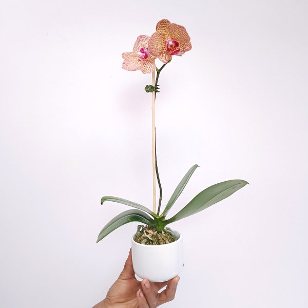 Seoul Ceramic Planter - Buy Orchids Plants Online by Orchid-Tree.com