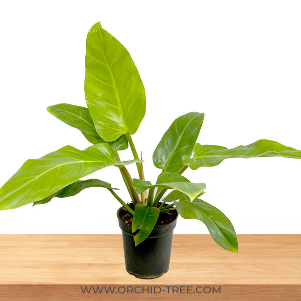 Philodendron melinoni golden