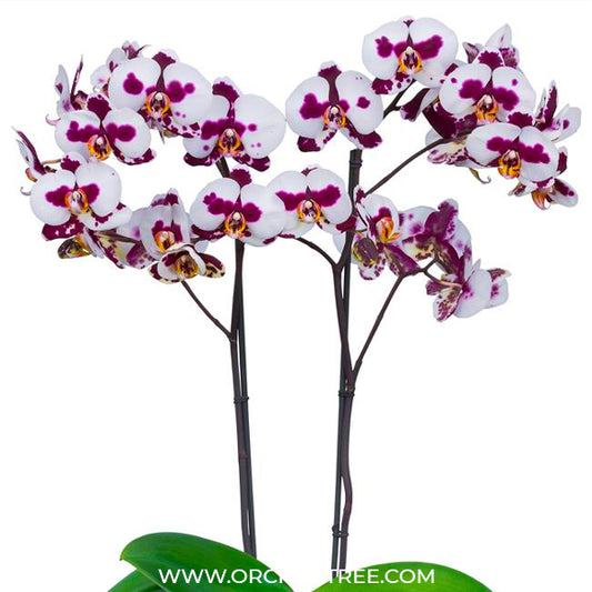 Phalaenopsis Polka Dots Orchid Plant - FF - Buy Orchids Plants Online by Orchid-Tree.com
