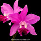 Cattleya (Ctt.) Porcia 'Canivasaro' x Yen Amethyst Orchid Plant - BS