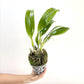 Cattleya (Rlc.) Port Of Paradise Orchid Plant - BS