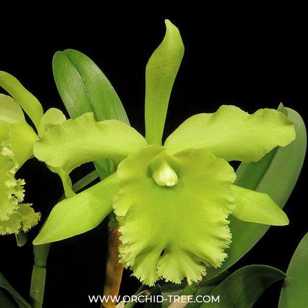 Cattleya (Rlc.) Port Of Paradise Orchid Plant - BS