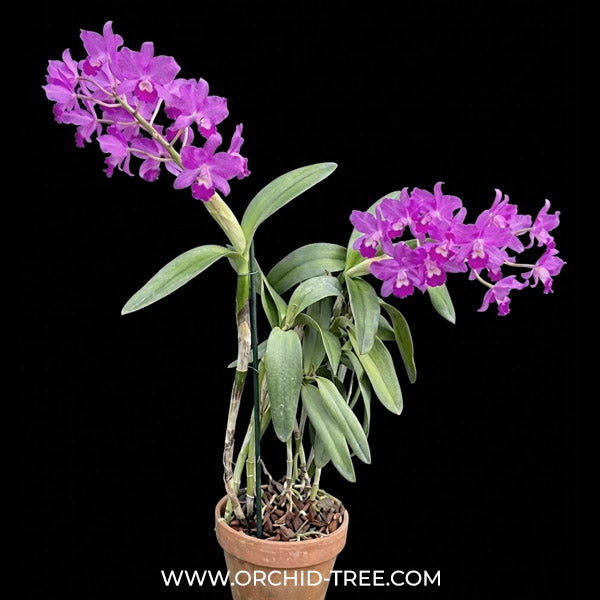 Cattleya (Ctt.) Porcia 'Canivasaro' x Yen Amethyst Orchid Plant - BS
