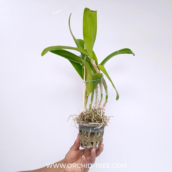 Cattleya (Ctt.) Porcia 'Canivasaro' x Yen Amethyst Orchid Plant - BS