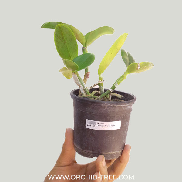 Cattleya Pradit Spot Orchid Plant - FF